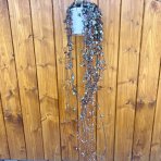 Lampášik (Ceropegia woodii) ´SILVER GLORY´ - výška 80-90 cm, kont. C1L - závesný kvetináč